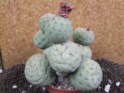 Tephrocactus geometricus XXL 11x11x9 cm - 12395948