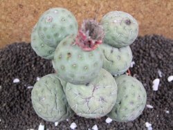 Tephrocactus geometricus XXL 11x11x9 cm - 12395950