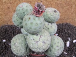 Tephrocactus geometricus XXL 11x11x9 cm - 12395951