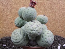 Tephrocactus geometricus XXL 11x11x9 cm - 12395952