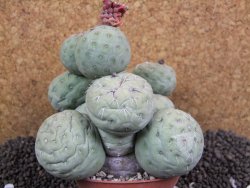 Tephrocactus geometricus XXL 11x11x9 cm - 12395953