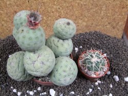 Tephrocactus geometricus XXL 11x11x9 cm - 12395954