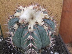 Echinocactus horizonthalonius La Trinidad XXL pot 15 cm