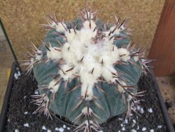 Echinocactus horizonthalonius La Trinidad XXL pot 15 cm - 12395958