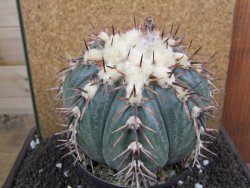 Echinocactus horizonthalonius La Trinidad XXL pot 15 cm - 12395959