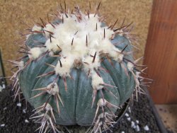 Echinocactus horizonthalonius La Trinidad XXL pot 15 cm - 12395960