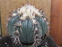 Echinocactus horizonthalonius La Trinidad XXL pot 15 cm - 12395961