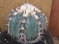 Echinocactus horizonthalonius La Trinidad XXL pot 15 cm - 12395962