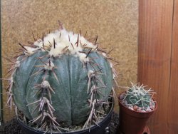 Echinocactus horizonthalonius La Trinidad XXL pot 15 cm - 12395963
