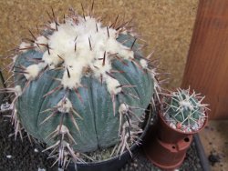 Echinocactus horizonthalonius La Trinidad XXL pot 15 cm - 12395964