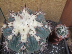 Echinocactus horizonthalonius La Trinidad XXL pot 15 cm - 12395965