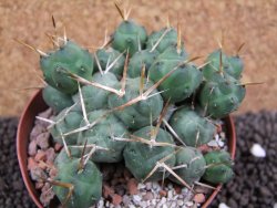 Tephrocactus rossianus, pot 9 cm - 12396040