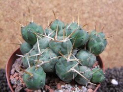 Tephrocactus rossianus, pot 9 cm - 12396041