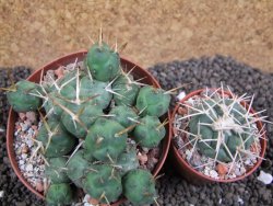 Tephrocactus rossianus, pot 9 cm - 12396042