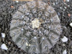 Gymnocalycium platygonum Salinas Grande pot 5,5 cm