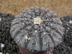 Gymnocalycium platygonum Salinas Grande pot 5,5 cm - 12396116