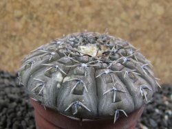 Gymnocalycium platygonum Salinas Grande pot 5,5 cm - 12396117