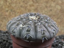 Gymnocalycium platygonum Salinas Grande pot 5,5 cm - 12396118
