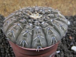 Gymnocalycium platygonum Salinas Grande pot 5,5 cm - 12396119