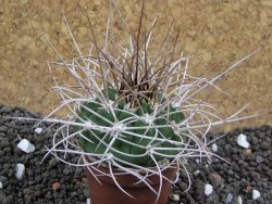 Gymnocalycium mazanense polycephalum, pot 5,5 cm