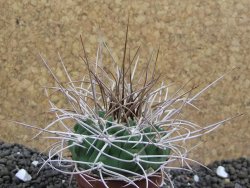 Gymnocalycium mazanense polycephalum, pot 5,5 cm - 12396134