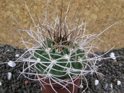 Gymnocalycium mazanense polycephalum, pot 5,5 cm - 12396135