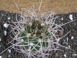 Gymnocalycium mazanense polycephalum, pot 5,5 cm - 12396136