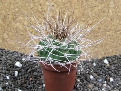 Gymnocalycium mazanense polycephalum, pot 5,5 cm - 12396137