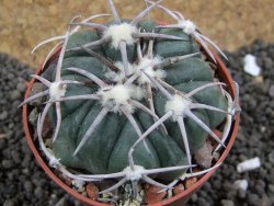 Echinocactus horizonthalonius Carazone d´Mol pot 6,5 cm