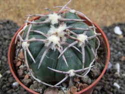 Echinocactus horizonthalonius Corazon del Monte pot 6,5 cm - 12396170