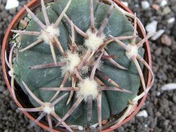 Echinocactus horizonthalonius Corazon del Monte pot 6,5 cm - 12396172