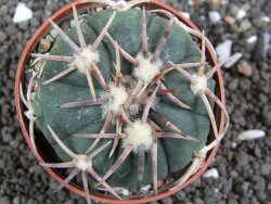 Echinocactus horizonthalonius Corazon del Monte pot 6,5 cm - 12396173