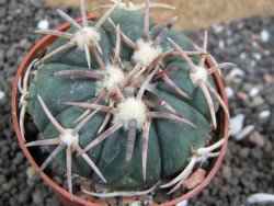 Echinocactus horizonthalonius Corazon del Monte pot 6,5 cm - 12396174