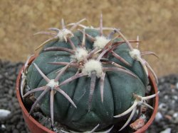 Echinocactus horizonthalonius Corazon del Monte pot 6,5 cm - 12396175