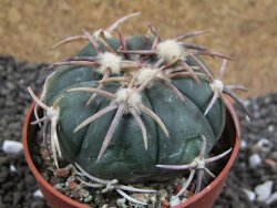 Echinocactus horizonthalonius Corazon del Monte pot 6,5 cm - 12396176