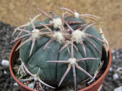 Echinocactus horizonthalonius Corazon del Monte pot 6,5 cm - 12396177
