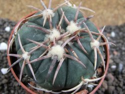 Echinocactus horizonthalonius Carazone d´Mol pot 6,5 cm