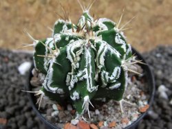 Astrophytum Dinosaur (Fukurio Hannya) pot 5,5 cm - 12396213