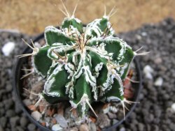 Astrophytum Dinosaur (Fukurio Hannya) pot 5,5 cm - 12396214