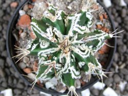 Astrophytum Dinosaur (Fukurio Hannya) pot 5,5 cm - 12396215