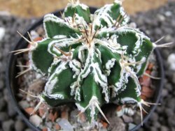 Astrophytum Dinosaur (Fukurio Hannya) pot 5,5 cm - 12396216