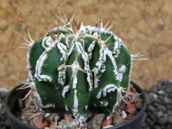 Astrophytum Dinosaur (Fukurio Hannya) pot 5,5 cm - 12396217