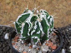 Astrophytum Dinosaur (Fukurio Hannya) pot 5,5 cm - 12396218