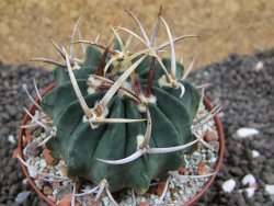 Echinofossulocactus coptonogonus Ventura, pot 8 cm - 12396219