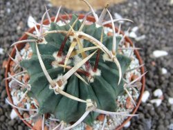 Echinofossulocactus coptonogonus Ventura, pot 8 cm - 12396220