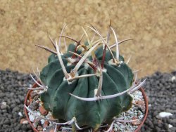 Echinofossulocactus coptonogonus Ventura, pot 8 cm - 12396221