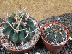 Echinofossulocactus coptonogonus Ventura, pot 8 cm - 12396223
