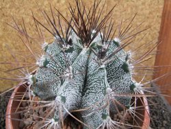 Astrophytum ornatum X niveum XXL, pot 15 cm