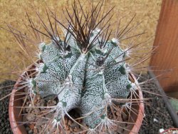 Astrophytum ornatum X niveum XXL, pot 15 cm - 12396225