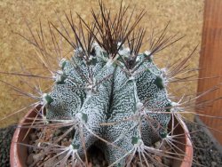 Astrophytum ornatum X niveum XXL, pot 15 cm - 12396226